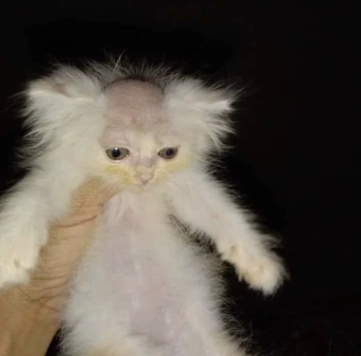 cat4