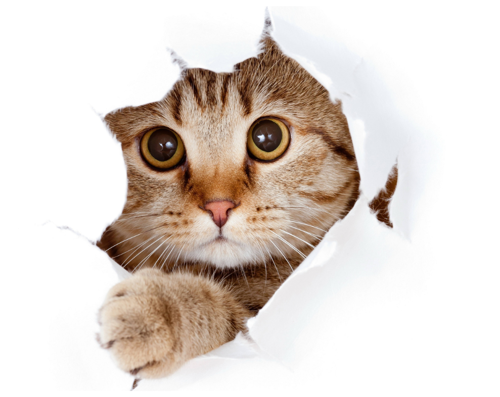 cat-cut